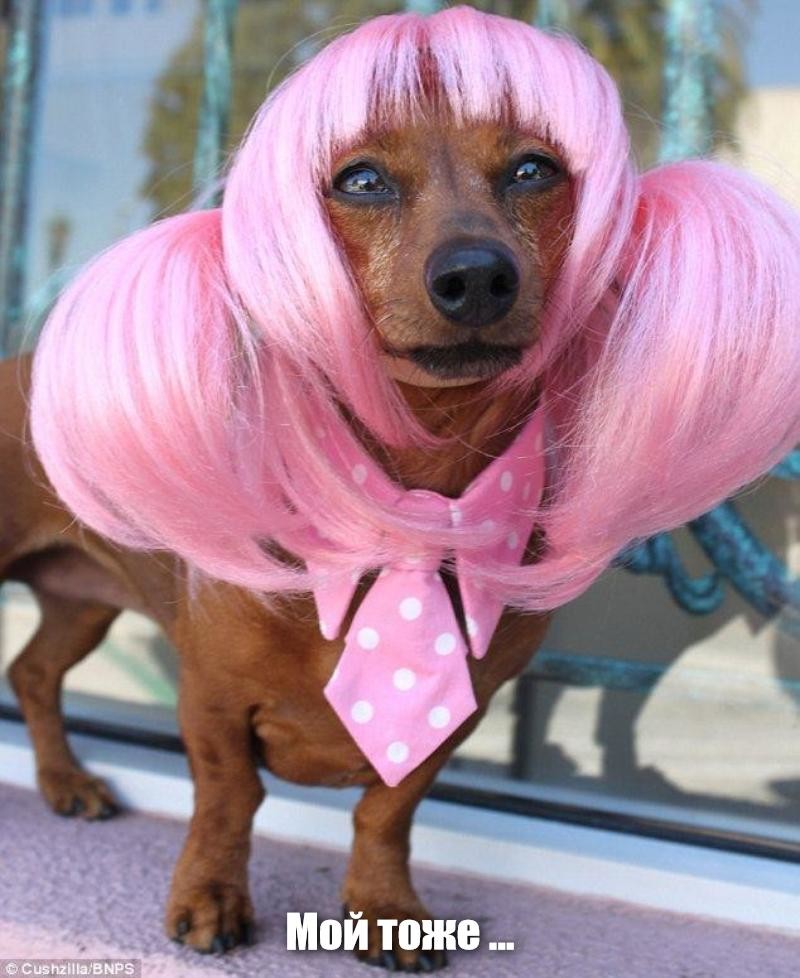 Про розовых собак. Розовая собачка. Животные в париках. Собачка в парике. Такса в парике.