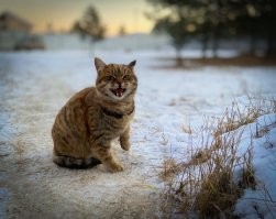 Хахаха))) Ко мне тоже на дачу приходит хитрющий кот)))  Мяукает постоянно и как хвост за мной ходит, гладится не дается, за то я ему скормил все свои военные пайки ))) Теперь как только кот приходит, сначала кувыркается - словно отрабатывает на еду, потом мяукает))) Но гладится по прежнему не дает) Котяра видимо домашний, ухоженный.