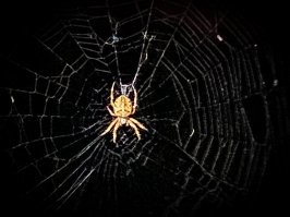 Класс! Тоже люблю за ними наблюдать.