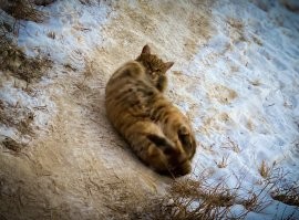Хахаха))) Ко мне тоже на дачу приходит хитрющий кот)))  Мяукает постоянно и как хвост за мной ходит, гладится не дается, за то я ему скормил все свои военные пайки ))) Теперь как только кот приходит, сначала кувыркается - словно отрабатывает на еду, потом мяукает))) Но гладится по прежнему не дает) Котяра видимо домашний, ухоженный.