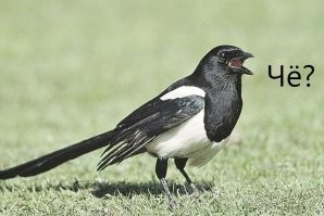 Ворона душевно посидела с мужиками