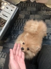 Зверюга рвет все провода)) Хозяйка скрутила как могла и говорит, что-то комп не загружается)