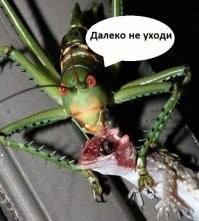 Скрины из соцсетей