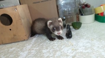 Зверские фото