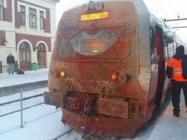 найди оленя на фотографии