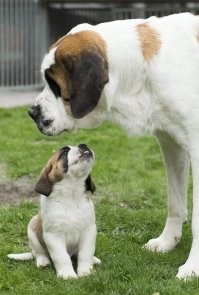 - Папа, а ты на учишь меня быть злым и кусаться?
- Нет. Я научу тебя быть  верным и преданным, а быть злым тебя научат люди.