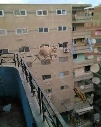 Таких хозяев надо лишать котительских прав!
А кота отдавать в опеку или в другую семью
