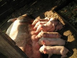 Слишком милые: 30 крох, которые без спроса своруют ваше сердце