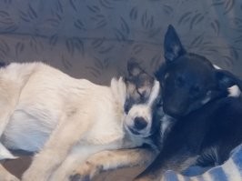 35 трогательных доказательств того, что собака - лучший друг для ребенка