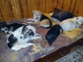 35 трогательных доказательств того, что собака - лучший друг для ребенка