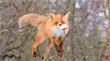 Выживает хитрейший и проворнейший)))