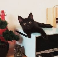 Когда наши хвосты были малышами :)