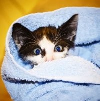 Когда наши хвосты были малышами :)