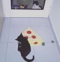 Когда наши хвосты были малышами :)