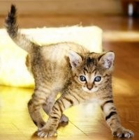 Когда наши хвосты были малышами :)