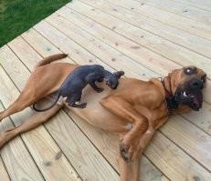 35 трогательных доказательств того, что собака - лучший друг для ребенка