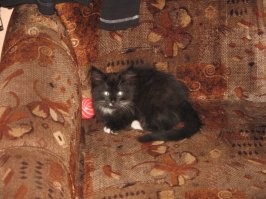 Они милые, потом вырастают и покидают нас. Моя ушедшая подруга, в первый день в мой жизни и уже взрослая.