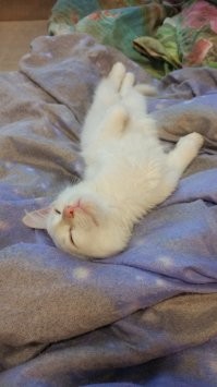 Слишком милые: 30 крох, которые без спроса своруют ваше сердце