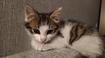 Летом привёз с дачи ))) А сейчас уже матёрый кот стал.