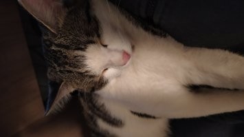 Слишком милые: 30 крох, которые без спроса своруют ваше сердце