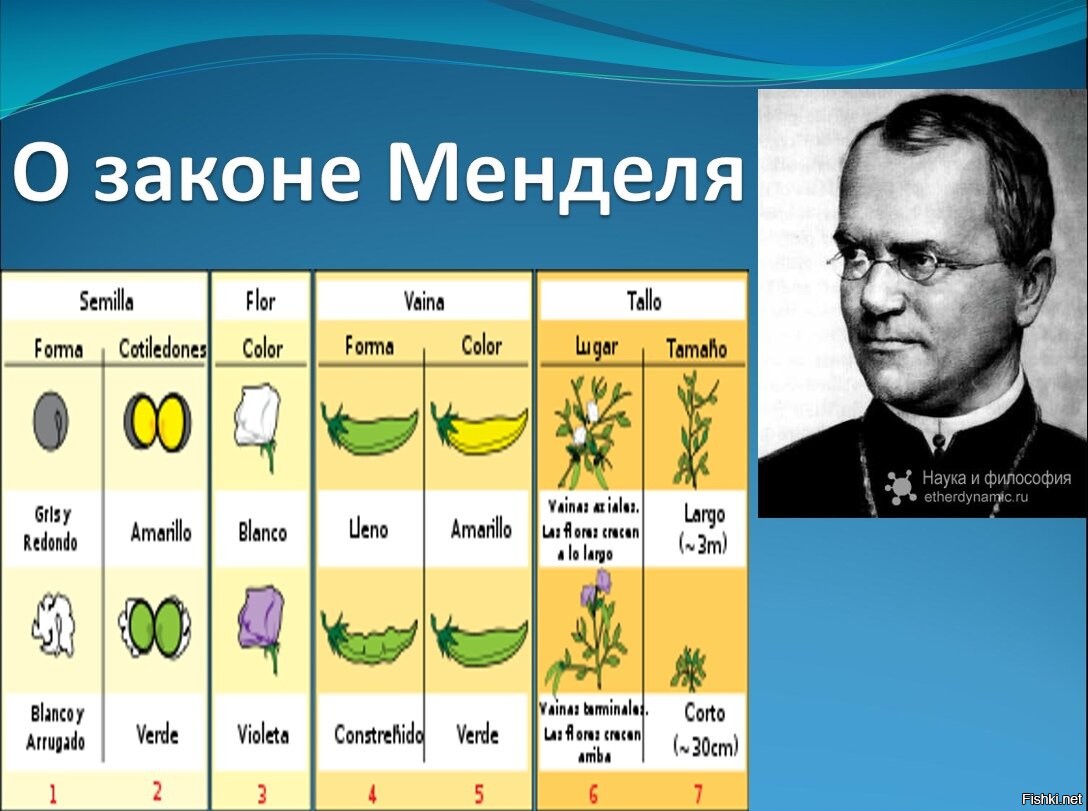 Законы менделя. Три закона Грегора Менделя. 3 Закона Грегора Менделя таблица. 3 Закона Менделя генетика. Закон Грегора Менделя генетика.