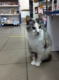 Кошка Лиза. Почётный менеджер молочного магазина. И считает что у неё есть личный транспорт.))))