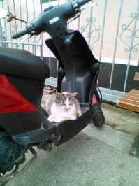 Кошка Лиза. Почётный менеджер молочного магазина. И считает что у неё есть личный транспорт.))))