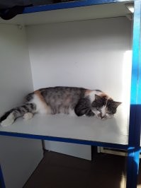 Кошка Лиза. Почётный менеджер молочного магазина. И считает что у неё есть личный транспорт.))))