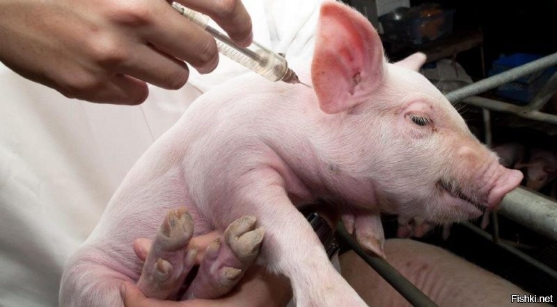 Конечно халяльная. Разве свинок можно вакцинировать нехаляльной...