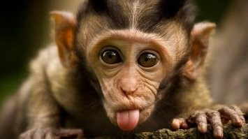 Это она после чипа такая? Прям блещет интеллектом