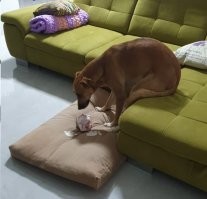 Веселые  картинки