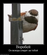 Воробушки весьма сообразительные и смекалистые птицы, выживают в городе среди  хищников, детей с рогатками и воздушками, добывают себе пропитание, переносят холода обустраивая себе тёплое жилище, и среди всех невзгод этого мира ухитряются растить и воспитывать потомство.
А автор просто аутист, не сдюживший подумать как, что и зачем, или хотя бы банально почитать в интернетах, но поспешил поделиться с нами своим "гениальным" постом.
Ума у него - как у табуретки.