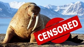 Розовеют к старости и белеют в воде: интересные факты из жизни моржей