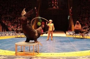 Розовеют к старости и белеют в воде: интересные факты из жизни моржей