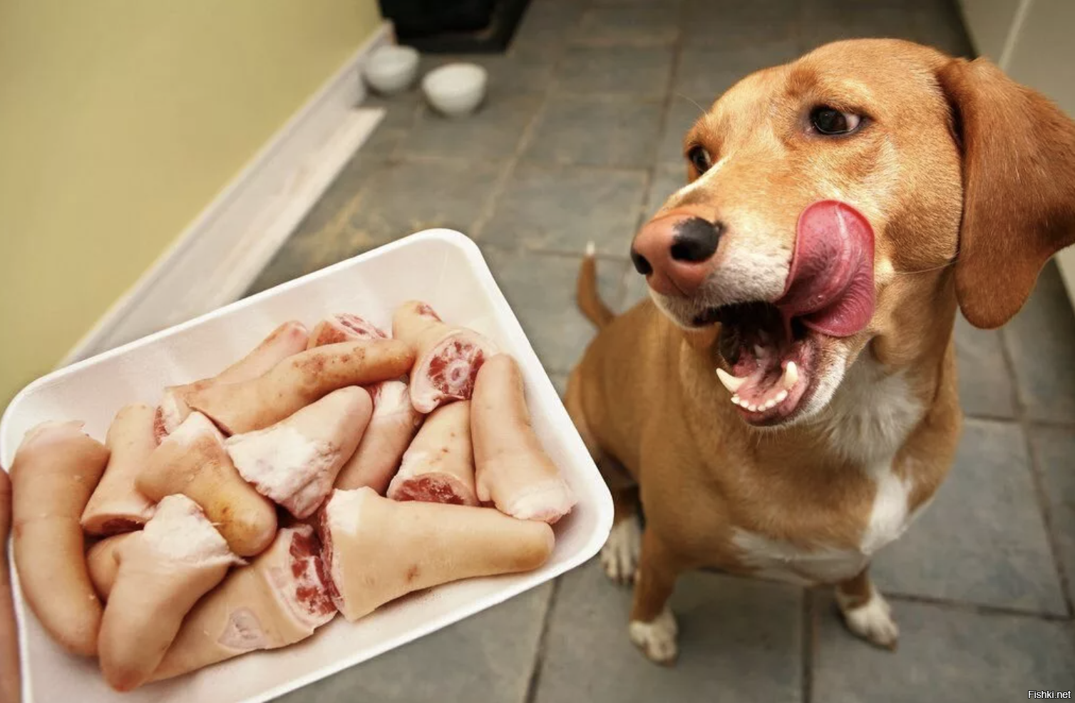 собачье мясо фото