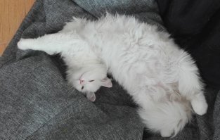 моя киска Миска)