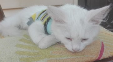 моя киска Миска)