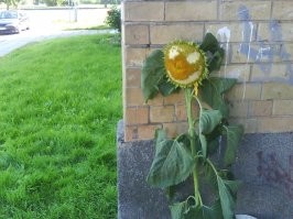 Намешалось