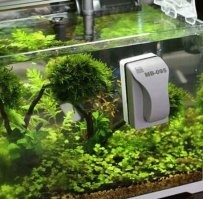 Похоже на водоросли из за излишней освещённости.  А вообще, в таком количестве налет на стенках аквариума не появится за один день и даже за неделю. Есть масса приспособлений для внутренней чистки стёкол аквариума.