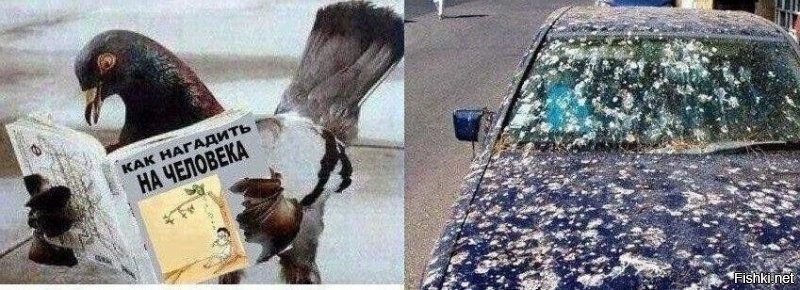 Ага, шась!