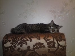 На первой фотке кошке три недели, на второй пять лет. Серьёзная мадама.