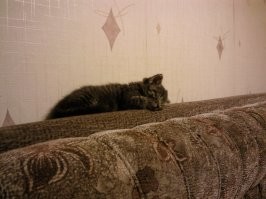 На первой фотке кошке три недели, на второй пять лет. Серьёзная мадама.