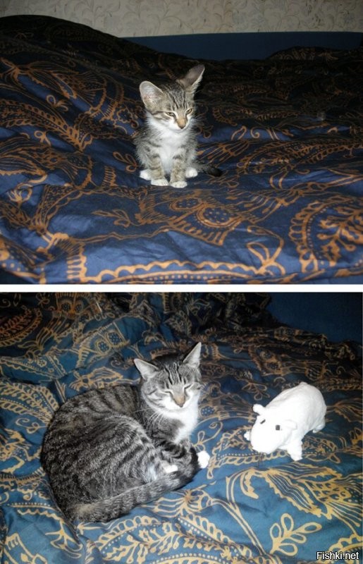 До и после: 35 трогательных фото о том, как быстро растут наши кошки
