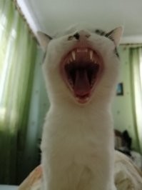 Это Силля Селедкин!