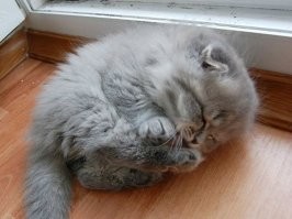 Слишком милые: 30 крох, которые без спроса своруют ваше сердце