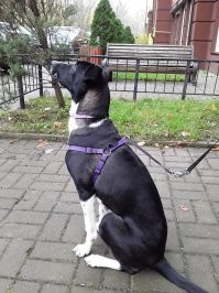 Конечно породистые собаки отличные. Кто рабочими качествами, кто экстерьером. Однако я, как и прежде считаю что гораздо правильнее взять из приюта, подобрать бездомного щенка с улицы и спасти живую душу, чем создавать зачастую очень жестокий бизнес по разведению собак, модных пород.
 Вот моя последняя подобранка. Бегала крошечным щенком по дороге. С виду очень много признаков борзой. Откуда такой смесок взялся в наших местах непонятно, но стати, внешний вид, манера бега и охотничьи уловки вполне определённые. Разве плохая получилась псинка? Первое фото примерно 4 недели, второе примерно семь месяцев.