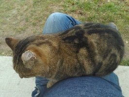 История приручения бездомного кота со скверным характером