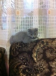 Мои шавухи: Шотландец Феликс 2 мес. и 7 лет., и Мейн-кун Муська 2 мес. и 8 мес.