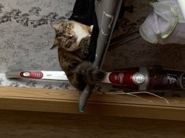 Мои шавухи: Шотландец Феликс 2 мес. и 7 лет., и Мейн-кун Муська 2 мес. и 8 мес.