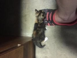 Мои шавухи: Шотландец Феликс 2 мес. и 7 лет., и Мейн-кун Муська 2 мес. и 8 мес.